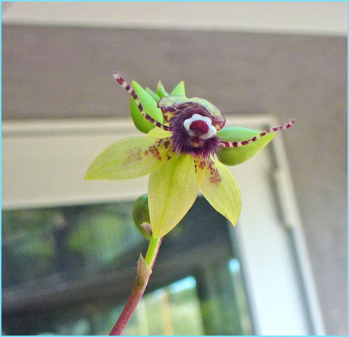 This small orchid flower looks like a little bee!